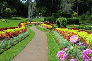Visit the Royal Botanical Gardens in Peradeniya